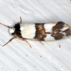 Monopis icterogastra at Lilli Pilli, NSW - 4 Jun 2020 12:25 AM