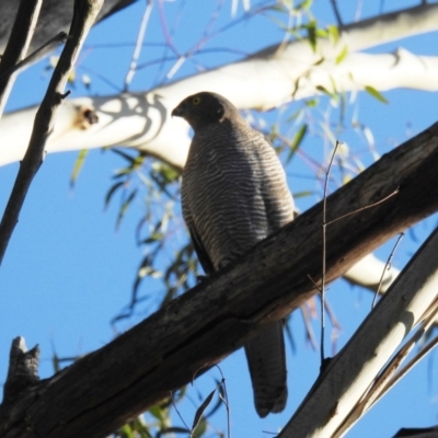 Tachyspiza cirrocephala (Collared Sparrowhawk) at Paddys River, ACT - 29 May 2020 by HelenCross