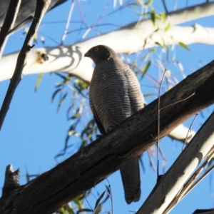 Accipiter cirrocephalus at Paddys River, ACT - 29 May 2020