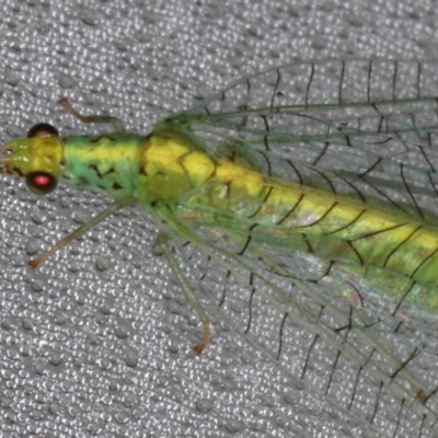 Apertochrysa edwardsi (A Green Lacewing) at Lilli Pilli, NSW - 4 Jun 2020 by jb2602