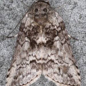 Nycteola polycyma at Lilli Pilli, NSW - 4 Jun 2020 01:17 AM