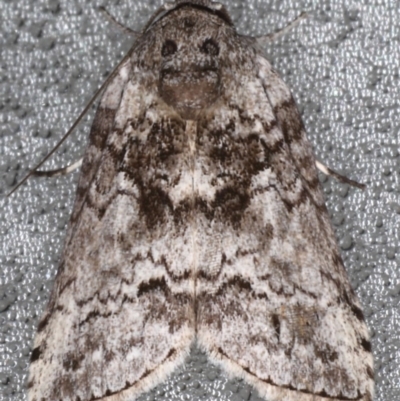 Nycteola polycyma (Double Paired-line Tuft Moth) at Lilli Pilli, NSW - 4 Jun 2020 by jb2602