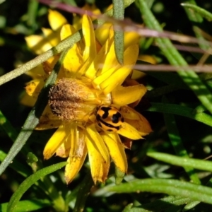 Coccinella transversalis at Dunlop, ACT - 4 Jun 2020