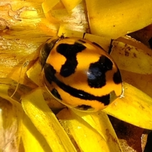 Coccinella transversalis at Dunlop, ACT - 4 Jun 2020