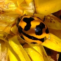 Coccinella transversalis at Dunlop, ACT - 4 Jun 2020