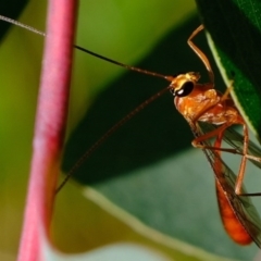 Ichneumonidae (family) (Unidentified ichneumon wasp) at Ginninderry Conservation Corridor - 3 Jun 2020 by Kurt