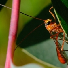 Ichneumonidae (family) (Unidentified ichneumon wasp) at Dunlop, ACT - 4 Jun 2020 by Kurt