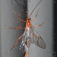 Dicamptus fuscicornis (Ichneumon wasp) at Lilli Pilli, NSW - 4 Jun 2020 by jb2602