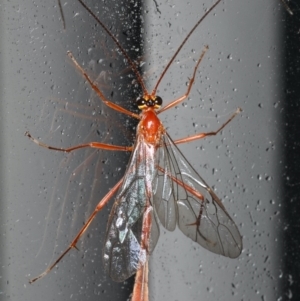 Dicamptus fuscicornis at Lilli Pilli, NSW - 4 Jun 2020 03:38 AM