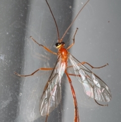 Dicamptus fuscicornis at Lilli Pilli, NSW - 4 Jun 2020 03:38 AM