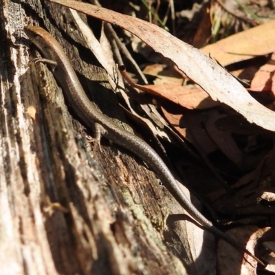 Lampropholis delicata (Delicate Skink) at Tidbinbilla Nature Reserve - 28 May 2020 by HelenCross