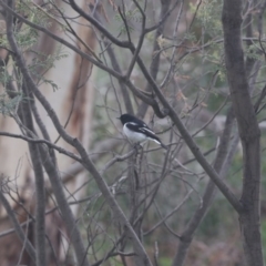 Melanodryas cucullata cucullata (Hooded Robin) at Tennent, ACT - 30 May 2020 by redsnow