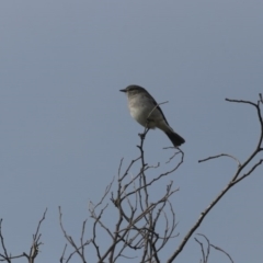 Melanodryas cucullata cucullata (Hooded Robin) at Gigerline Nature Reserve - 30 May 2020 by redsnow