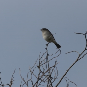 Melanodryas cucullata at Tennent, ACT - 30 May 2020