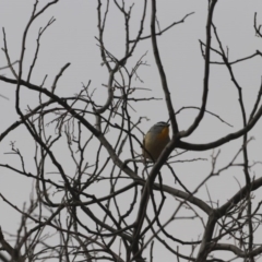 Pardalotus punctatus (Spotted Pardalote) at Gigerline Nature Reserve - 30 May 2020 by redsnow