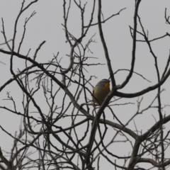 Pardalotus punctatus (Spotted Pardalote) at Tennent, ACT - 30 May 2020 by redsnow