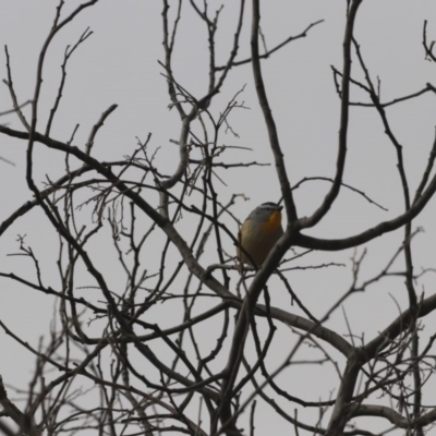 Pardalotus punctatus (Spotted Pardalote) at Gigerline Nature Reserve - 30 May 2020 by redsnow