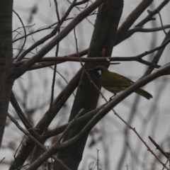 Nesoptilotis leucotis (White-eared Honeyeater) at Tennent, ACT - 31 May 2020 by redsnow