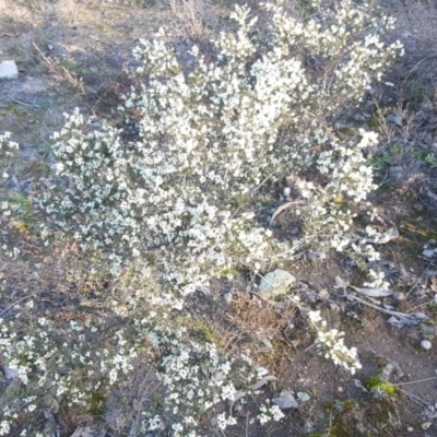 Cryptandra sp. Floriferous (W.R.Barker 4131) W.R.Barker at Wanniassa Hill - 3 Jun 2020 by Mike