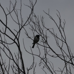 Melanodryas cucullata cucullata (Hooded Robin) at Tennent, ACT - 31 May 2020 by redsnow