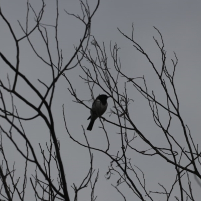 Melanodryas cucullata cucullata (Hooded Robin) at Gigerline Nature Reserve - 31 May 2020 by redsnow