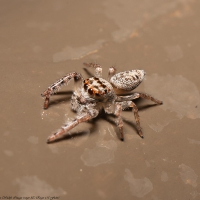 Opisthoncus grassator (Jumping spider) at Acton, ACT - 3 Jun 2020 by Roger