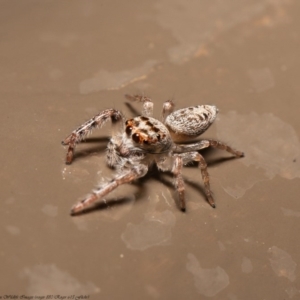 Opisthoncus grassator at Acton, ACT - 4 Jun 2020