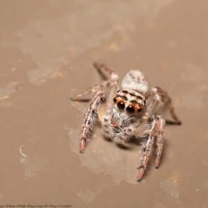 Opisthoncus grassator at Acton, ACT - 4 Jun 2020