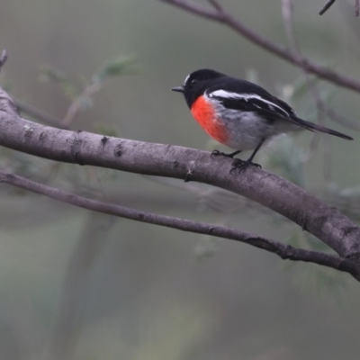 Petroica boodang (Scarlet Robin) at Gigerline Nature Reserve - 31 May 2020 by redsnow