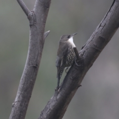 Cormobates leucophaea (White-throated Treecreeper) at Gigerline Nature Reserve - 31 May 2020 by redsnow