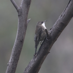 Cormobates leucophaea at Tennent, ACT - 31 May 2020