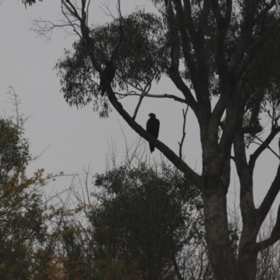 Aquila audax (Wedge-tailed Eagle) at Gigerline Nature Reserve - 30 May 2020 by redsnow