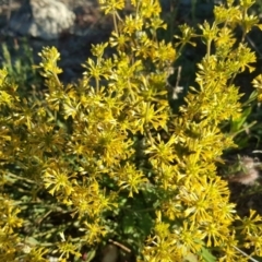 Pimelea curviflora (Curved Rice-flower) at Tuggeranong DC, ACT - 3 Jun 2020 by Mike