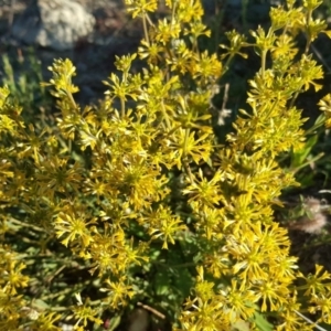 Pimelea curviflora at Tuggeranong DC, ACT - 4 Jun 2020