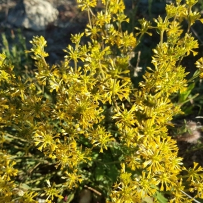 Pimelea curviflora (Curved Rice-flower) at Wanniassa Hill - 3 Jun 2020 by Mike