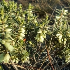 Melichrus urceolatus (Urn Heath) at Tuggeranong DC, ACT - 3 Jun 2020 by Mike