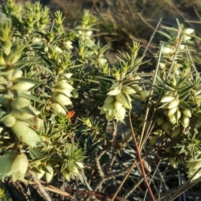 Melichrus urceolatus (Urn Heath) at Wanniassa Hill - 3 Jun 2020 by Mike