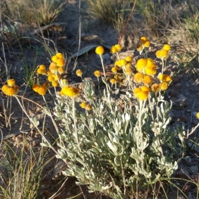 Chrysocephalum apiculatum (Common Everlasting) at Tuggeranong DC, ACT - 4 Jun 2020 by Mike