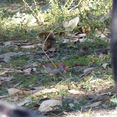 Neochmia temporalis (Red-browed Finch) at Black Range, NSW - 4 Jun 2020 by MatthewHiggins