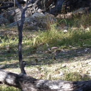 Neochmia temporalis at Black Range, NSW - 4 Jun 2020