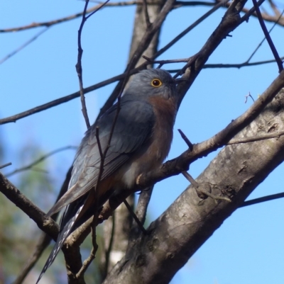 Cacomantis flabelliformis (Fan-tailed Cuckoo) at Black Range, NSW - 3 Jun 2020 by MatthewHiggins