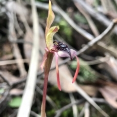 Chiloglottis reflexa (Short-clubbed Wasp Orchid) at Hackett, ACT - 31 May 2020 by PeterR