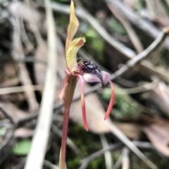 Chiloglottis reflexa (Short-clubbed Wasp Orchid) at Black Mountain - 31 May 2020 by PeterR