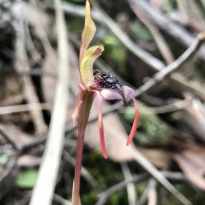 Chiloglottis reflexa (Short-clubbed Wasp Orchid) at Hackett, ACT - 31 May 2020 by PeterR