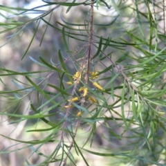 Persoonia linearis (Narrow-leaved Geebung) at Black Range, NSW - 4 Jun 2020 by MatthewHiggins