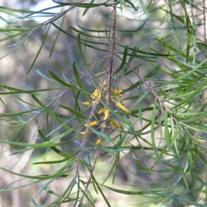 Persoonia linearis at Black Range, NSW - 4 Jun 2020