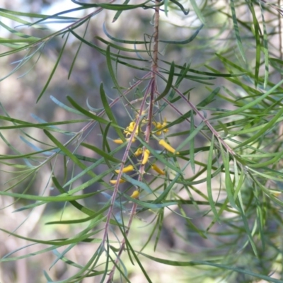 Persoonia linearis (Narrow-leaved Geebung) at Black Range, NSW - 4 Jun 2020 by MatthewHiggins