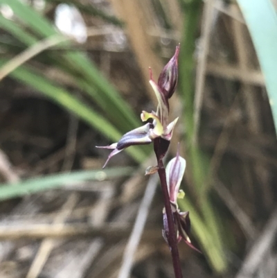 Acianthus exsertus (Large Mosquito Orchid) at Hackett, ACT - 31 May 2020 by PeterR