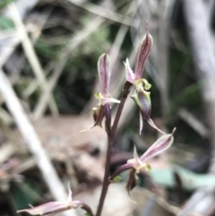 Acianthus exsertus at Hackett, ACT - suppressed