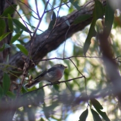 Petroica rosea (Rose Robin) at Black Range, NSW - 4 Jun 2020 by MatthewHiggins